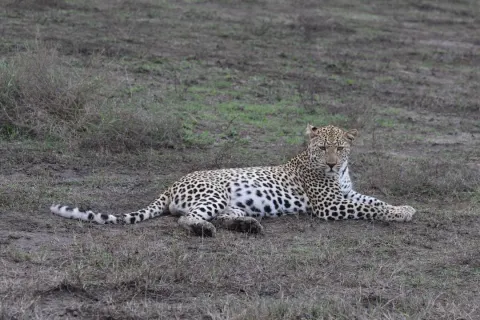 2-Day Flying Zanzibar To Nyerere National Park gallery image