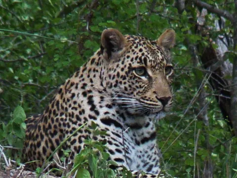 1-Day Full-day Kruger Park Safari gallery image