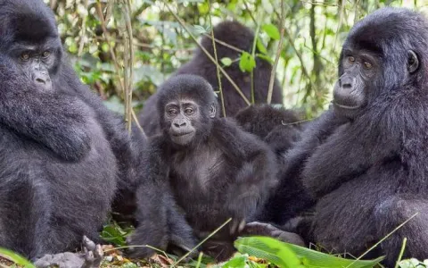 3-Day Gorilla Trekking and Batwa Experience gallery image