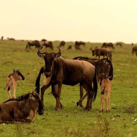 5-Day Great Migration Budget Camping Private Safari gallery image
