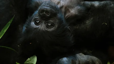 3-Day Gorilla Tracking Bwindi in Uganda gallery image