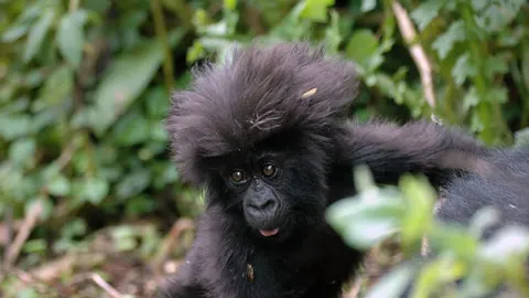 5-Day Gorilla Tracking and Queen Elizabeth Game Viewing gallery image