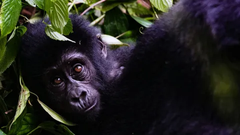 3-Day Gorilla Trekking Tour Rwanda gallery image