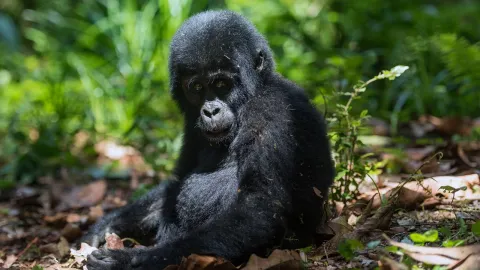 5-Day Gorilla and Chimpanzee Habituation Experience gallery image