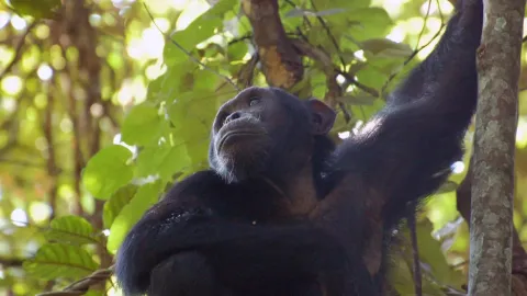 5-Day Gorillas and Chimpanzees Trekking Uganda gallery image