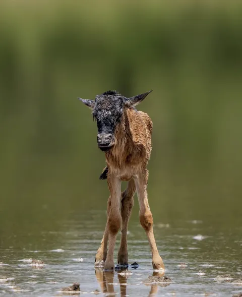8-Day Great Migration River Crossing Safari Tour gallery image