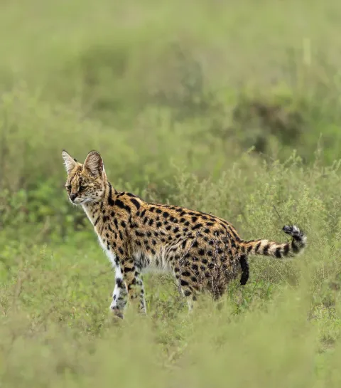 8-Day Great Migration River Crossing Safari Tour gallery image