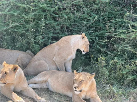 8-Day Great Migration Safari gallery image