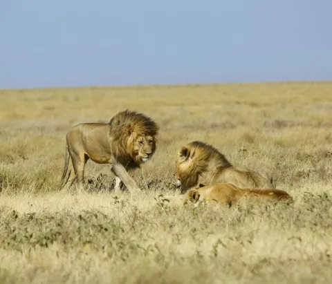 6-Day Great Wildebeest Migration Safari in Tanzania gallery image