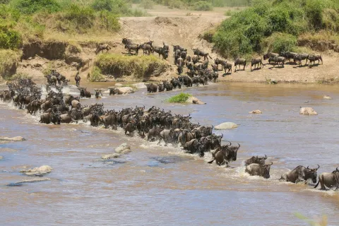 6-Day Great Wildebeest Migration Safari in Tanzania gallery image