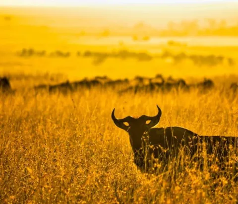 6-Day Great Wildebeest Migration Safari in Tanzania gallery image