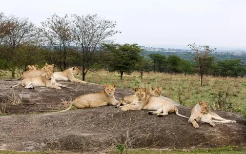 4-Day In the Wild - Memorable Safari gallery image