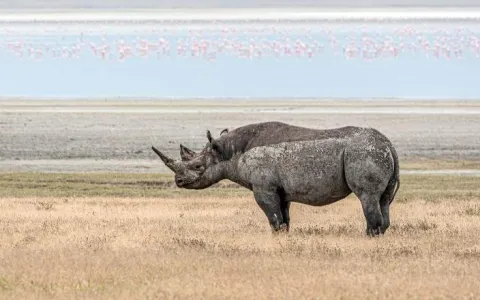 4-Day In the Wild - Memorable Safari gallery image