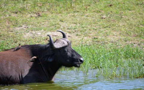 4-Day Kidepo Valley Game Viewing Tour gallery image