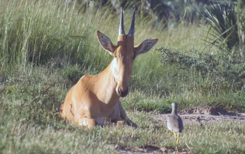 4-Day Kidepo Valley Game Viewing Tour gallery image