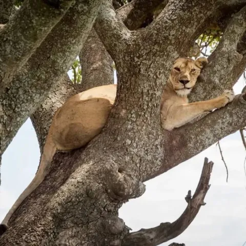 1-Day Lake Manyara National Park gallery image