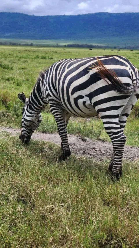1-Day Lake Manyara National Park gallery image