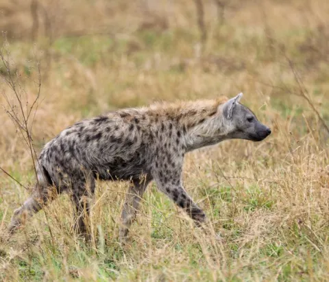 4-Day Mara River Serengeti crossing Migration Safari gallery image