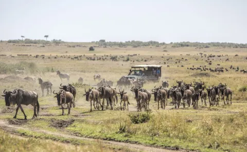 3-Day Masai Mara Big five Safari gallery image
