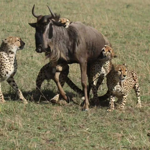 3-Day Masai Mara Big five Safari gallery image