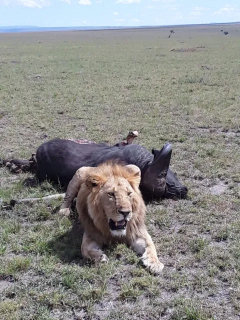 3-Day Masai Mara Big five Safari gallery image