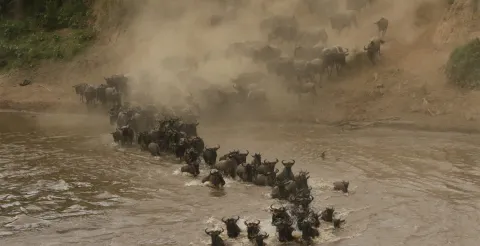 3-Day Masai Mara Wildebeest Migration gallery image
