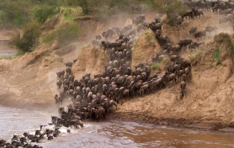 3-Day Masai Mara Wildebeest Migration gallery image