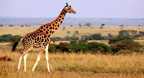 3-Day Memorable Safari in Tanzania gallery image