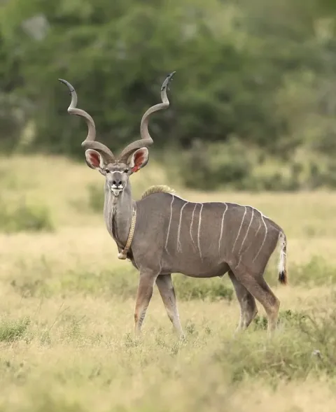 2-Day Mikumi Safari from Morogoro gallery image
