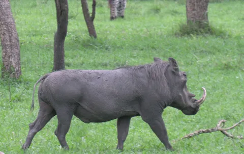 3-Day Murchison Falls Wildlife Safari and Rhino Tracking gallery image