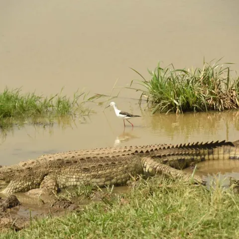 3-Day Safari To Tsavo East National Park From Malindi. gallery image