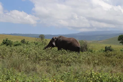 1-Day Ngorongoro Crater Special gallery image