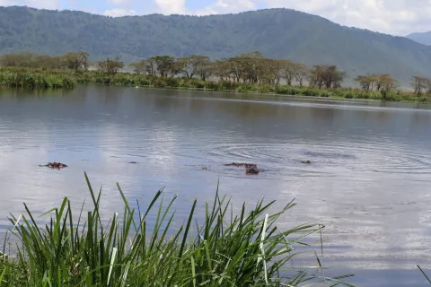 1-Day Ngorongoro Crater Special gallery image