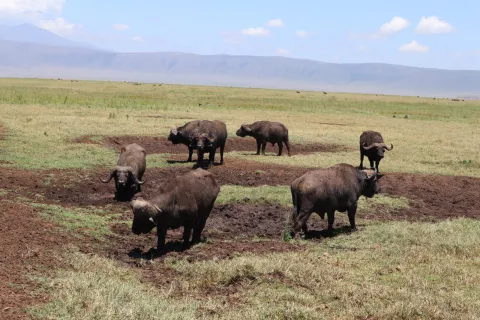 1-Day Ngorongoro Crater Special gallery image