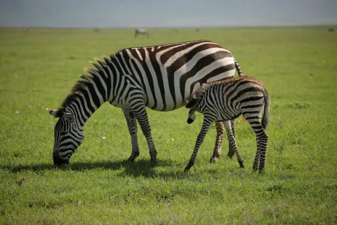 4-Day Ndutu & Ngorongoro Crater Safari gallery image