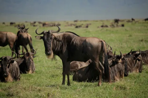 4-Day Ndutu & Ngorongoro Crater Safari gallery image