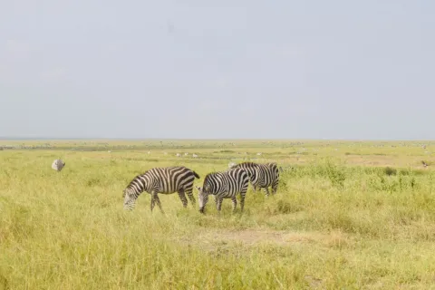 2-Day Ngorongoro and Tarangire FLY-in Safari from Zanzibar gallery image