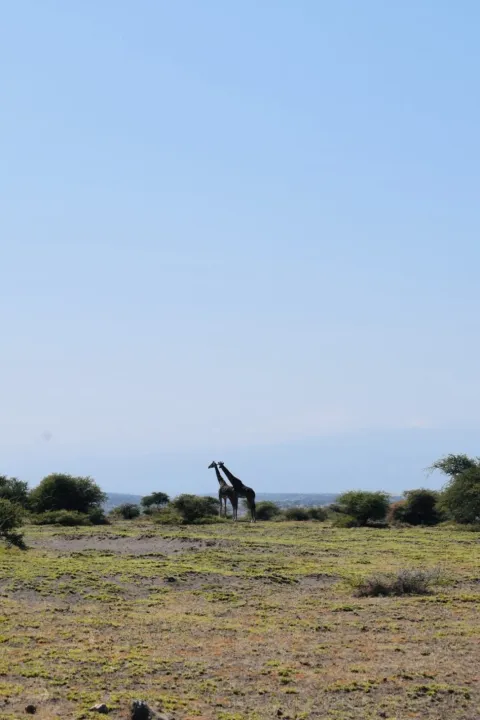 15-Day Days Kenya, Tanzania Wildlife Safari & Zanzibar Beach: gallery image