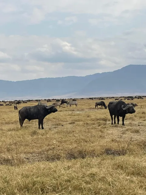 6-Day Ndutu Migration Special gallery image