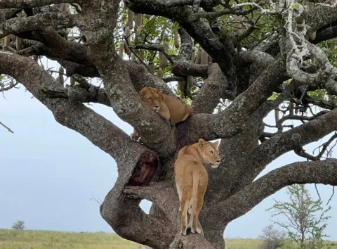 6-Day Ndutu Migration Special gallery image