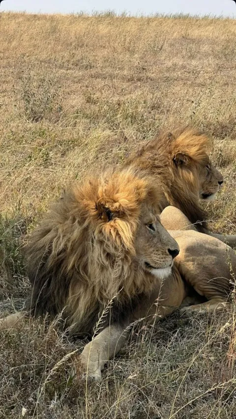 6-Day Ndutu Migration Special gallery image