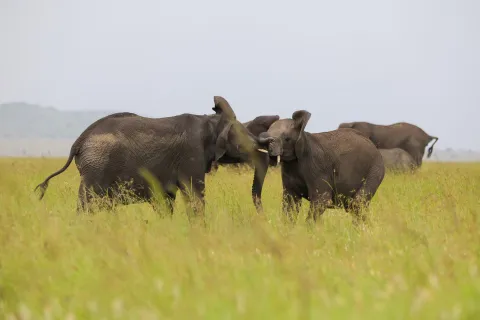 4-Day Ngorongoro,Serengeti Hadzabe & Datoga Experience gallery image