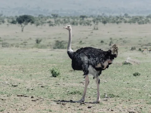 1-Day Ngorongoro Conservation Area. gallery image