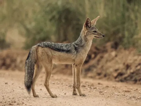 1-Day Ngorongoro Conservation Area. gallery image