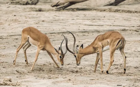 1-Day Ngorongoro Conservation Area. gallery image