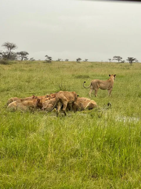 1-Day Ngorongoro crater trip gallery image