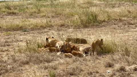 1-Day Ngorongoro crater trip gallery image