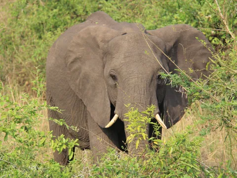 18-Day Primate trekking, Wildlife, and Adventure Safari Uganda gallery image