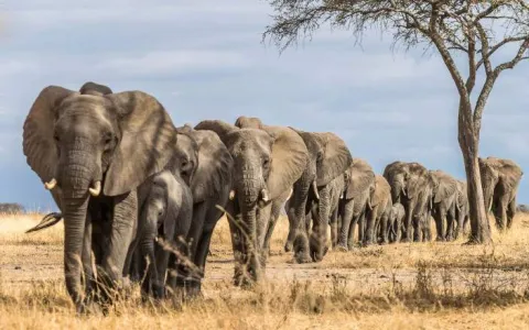 7-Day Private Luxury Adventure Safari gallery image