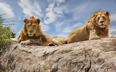 3-Day Affordable Safari Adventure-Serengeti & Ngorongoro gallery image